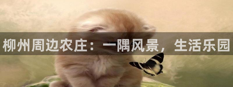 琳琅娱乐工作室地址查询