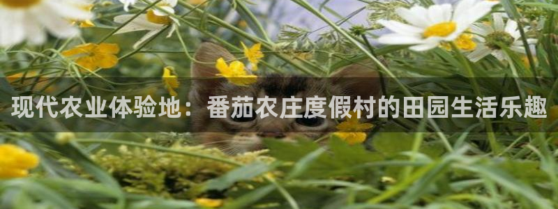 琳琅科技娱乐机器