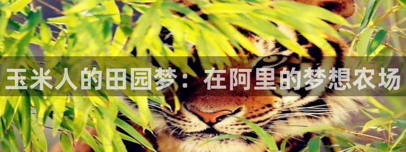 琳琅娱乐600