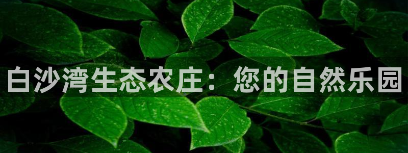 琳琅娱乐代理注册