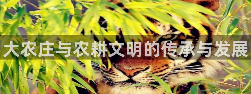 琳琅娱乐直播
